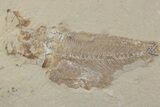 Cretaceous Fossil Fish - Lebanon #376358-1